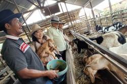 Inovasi Industri Kuliner dan Peternakan di Sangatta Kalimantan Timur 