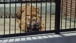 Mengenaskan, Penjaga Harimau Milik Pengusaha di Samarinda Tewas Diterkam<