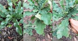 Cara Mengolah Daun Tapak Liman, Bisa untuk Batuk hingga Hepatitis