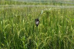 Persawahan di Mojokerto Diserang Hama Burung Pipit