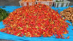 Harga Cabai di Bangka Barat Terus Meroket, Tembus Rp150.000 per Kilogram<