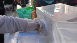 Dinkes Targetkan 2024 Penyebaran Nyamuk Wolbachia Sasar Seluruh Wilayah Kota Semarang<