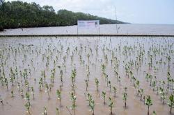 Penanaman 50.000 Pohon di Kalimantan Barat, Mendukung Pahlawan Lingkungan 