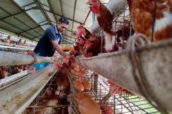 Laporan Terbaru Menunjukkan Perusahaan Makanan Tingkatkan Upaya untuk Promosikan Kesejahteraan Hewan