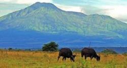 Kampung Unik di Banyuwangi Punya Savana Cantik Suasananya seperti di Afrika