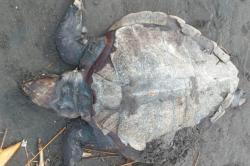Penyu Lekang Ditemukan Mati Membusuk di Pantai Bayeman Kulonprogo  