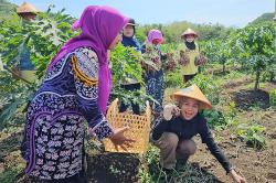 Atikoh Ganjar Pranowo Ikut Panen Bawang Merah di Bantul