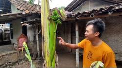 Unik, Pohon Pisang Berbuah pada Bagian Batang di Pati<