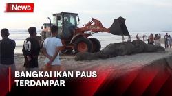 Sebarkan Bau Busuk, Bangkai Ikan Paus Berukuran Raksasa Terdampar di Pantai Double Six Bali