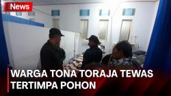 Nahas! Pohon Tumbang Timpa Rumah di Tana Toraja, 1 Orang Tewas 