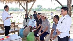 Jokowi Dorong Petani Mulai Tanam Padi, Maret atau April Panen