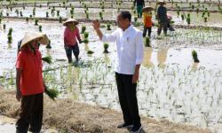  Jokowi Dorong Petani Segera Tanam Padi: Kita Harapkan Maret atau April Sudah Mulai Panen