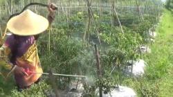 Harga di Pasaran Meroket, Petani Purwakarta Semringah Cabai Dibeli Bandar 2 Kali Lipat <