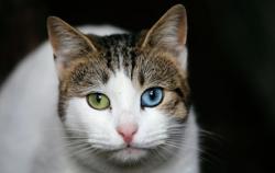 Kucing Buta Warna Mitos atau Fakta? Punya Kemampuan Melihat Lebih Baik di Malam Hari