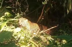 Macan Tutul Terjerat Perangkap Babi di Sukabumi, Begini Penampakannya<