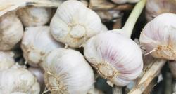 Lagi Tren Rendam Bawang Putih dengan Madu, Apa Khasiatnya?
