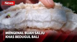 Buah Salju, Oleh-Oleh Khas Bedugul Bali dengan Cita Rasa Manis dan Lembut