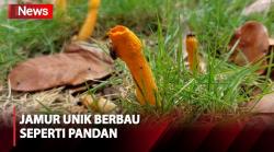 Viral! Temuan Jamur Langka Berbentuk Unik di Lamongan Berbau Seperti Pandan