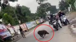 Heboh 2 Babi Berkeliaran di Jalanan Bandung sampai Masuk Kantor Camat