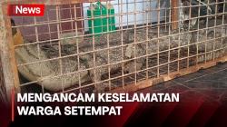 Bikin Heboh, Warga Berhasil Tangkap Buaya Muara 2,5 Meter yang sering Muncul di Sungai Cisanggoma