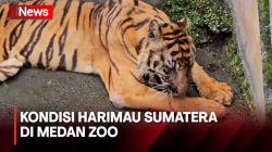 Empat Harimau Sumatera Koleksi di Medan Zoo Sakit, Tiga Diantaranya Kecil untuk Pulih