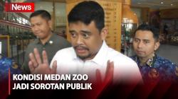 Miris Kondisi Medan Zoo, Bobby Nasution: Hari Ini Ada Pertemuan dengan Investor