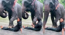 Viral, Gajah Cerdas di Aceh Bisa Pijat Pelatihnya, Netizen: Ngeri Khilaf