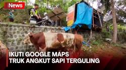 Detik-Detik Truk Angkut Sapi Terguling Usai Sopir Ikuti Google Maps