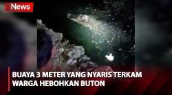 Munculnya Buaya Sepanjang 3 Meter Nyaris Menerkam Warga, Hebohkan Buton Sultra