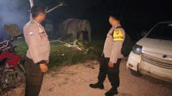 Kawanan Gajah Sumatera Berkeliaran di Gudang Logistik KPU Pelalawan<