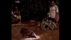 Viral Rumah Warga Lebak Didatangi Babi Hutan saat Malam Jumat <