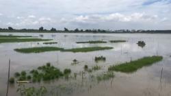 Banjir Mojokerto, Puluhan Hektare Sawah Terendam<
