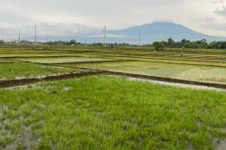 Gagas Program AUTP, Mentan Amran Harap Petani Tahu Manfaat dan Cara Daftarnya