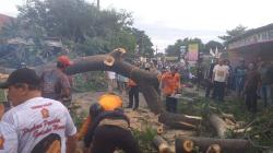 Pohon Besar Tumbang di Citeureup Bogor, Timpa 3 Warung 1 Rumah