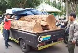 Dramatis, Kejar-Kejaran Polisi Hutan dengan Pencuri Kayu di Tol Caruban Madiun