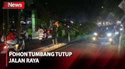 Cuaca Buruk, Pohon Setinggi 6 Meter Tumbang Tutup Jalan Raya Pondok Gede