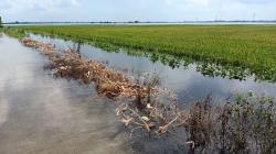 Kementan Minta Pemprov Lampung Pakai AUTP untuk Daerah Rawan Banjir
