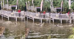 Viral, Kota Batu Punya Tempat Mancing Berisi Buaya, Netizen: Pas Dapat Panik!