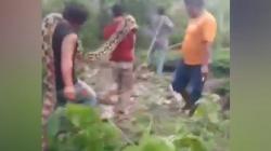 Viral Ular Piton Raksasa 8 Meter Serang Warga Buton Tengah, Digotong sampai 4 Orang<