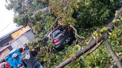 Pohon Tumbang di Depan SPBU Gadog Bogor, Satu Mobil Rusak