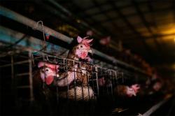 Pemerintah Naikkan Harga Ayam Hidup jadi Rp19.500 per Kg