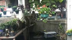 Gerombolan Monyet Masuk Permukiman Warga Bandung, Pakar ITB: Bisa Jadi Tanda Bencana Alam<