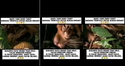 Viral, Muncul Video Harimau Lagi Asyik Makan Durian, Netizen: Awas Hipertensi!