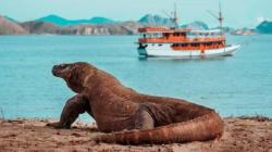 Kunjungan Turis ke TN Komodo Naik 2 Kali Lipat, Sehari 100 Kapal Wisata Berlayar<