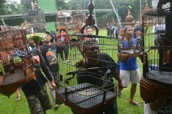 Serunya Lomba Kicau Burung di Markas Banteng Raiders