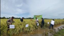 Setiap Hari Panen, Kabupaten Tanah Laut Siap Penuhi Kebutuhan Beras Nasional