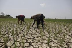 Klaim AUTP Cair, Petani Rancaekek Langsung Tanam Ulang Usai Alami Gagal Panen
