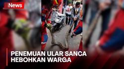 Penemuan Ular Sanca Sepanjang 4 Meter Hebohkan Warga Ciracas, Jakarta Timur