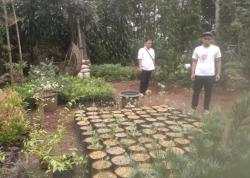 Kerek Ekonomi Warga, Tanaman Hias Desa BRILian Ini Tembus Pasar Luar Negeri<