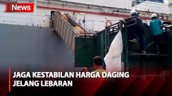 Amankan Pasokan Daging, Ribuan Ekor Sapi Asal Australia Tiba di Pelabuhan Belawan